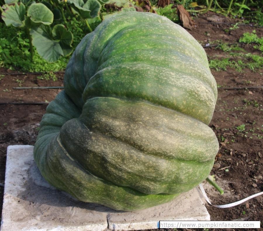 fruitImages/852.7 Wagler 2025B.jpg